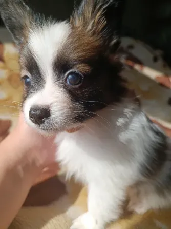 Цуценята Папійон/папильон (Papillon) та Фален, доступні до бронювання Днепр