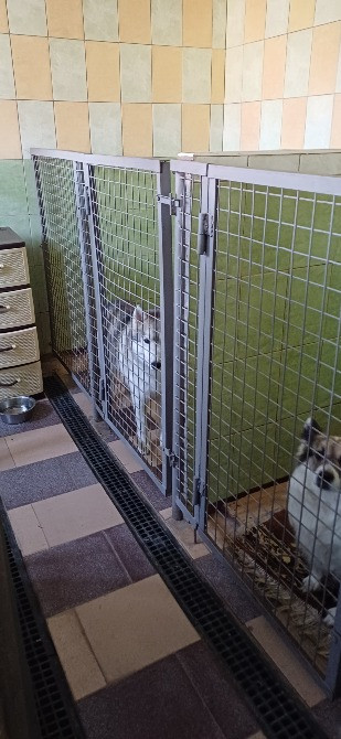 Гостиница Пес для собак - перетримка тварин у Київі, дім для собак Киев - изображение 1