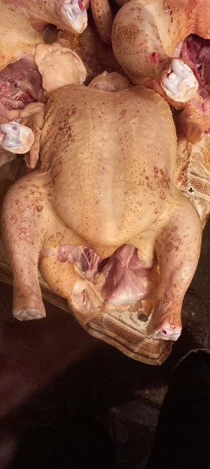 Продам тушку бройлера Новомосковськ - зображення 1