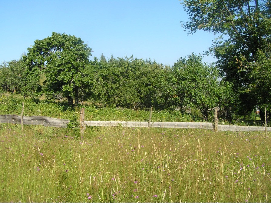 Продаж землі в Карпатах Івано-Франківськ - зображення 3