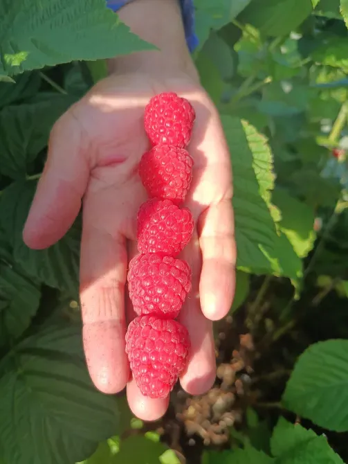 Саженцы малины ремонтантной Луцьк - зображення 1