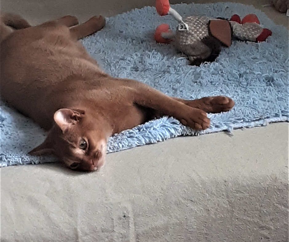 Отель для котов - зооготель, перетримка котів у Києві, котячий рай Киев - изображение 4