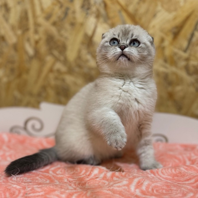 Шотландские котята с питомника Харків - зображення 4