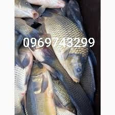 Зарибок щуки, коропа, товстолоба, карася, судака, білий амура, сома Біла Церква - зображення 7