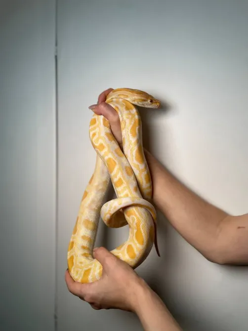 Тигровий пітон альбінос, неймовірна змія пітон підліток Київ - зображення 3