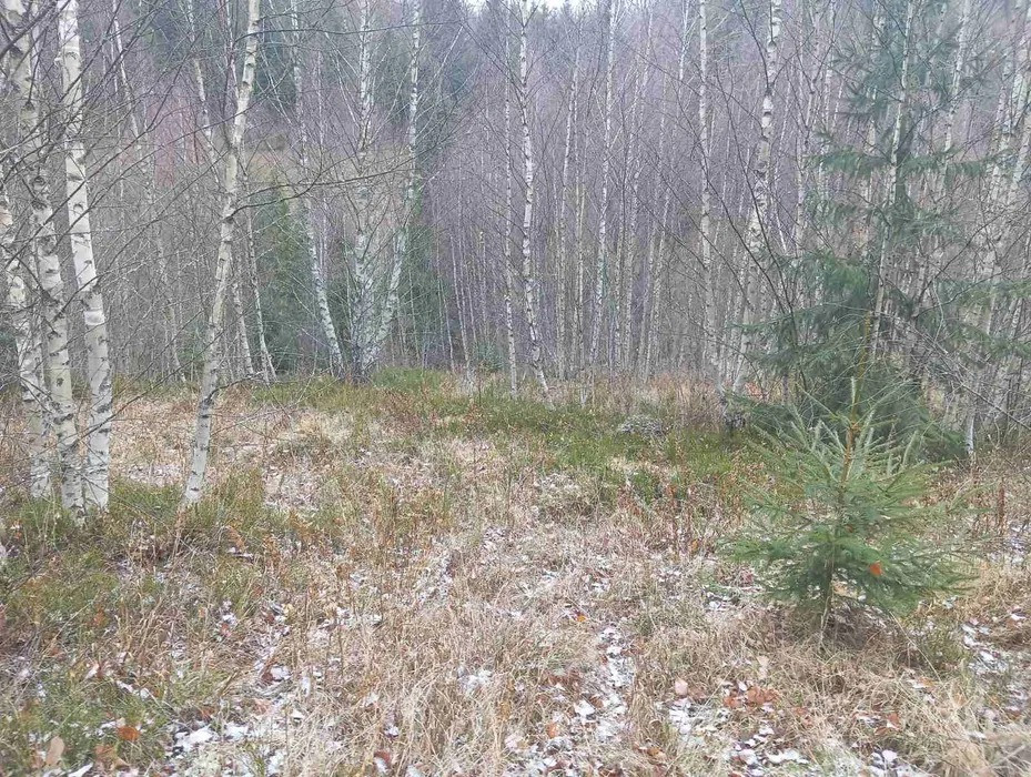 Продається земельна ділянка село Ялинкувате Стрий - зображення 5