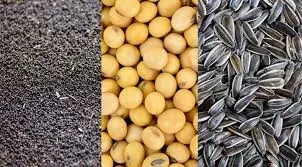 Куплю Сою Ріпак Соняшник по всій Україні Одесса - изображение 1