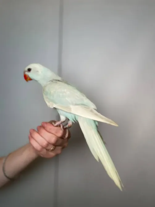 Намистовий папуга, ожереловий папуга крамера Київ - зображення 4