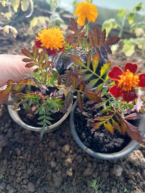 Продам чорнобривці карликові Болехів - зображення 2