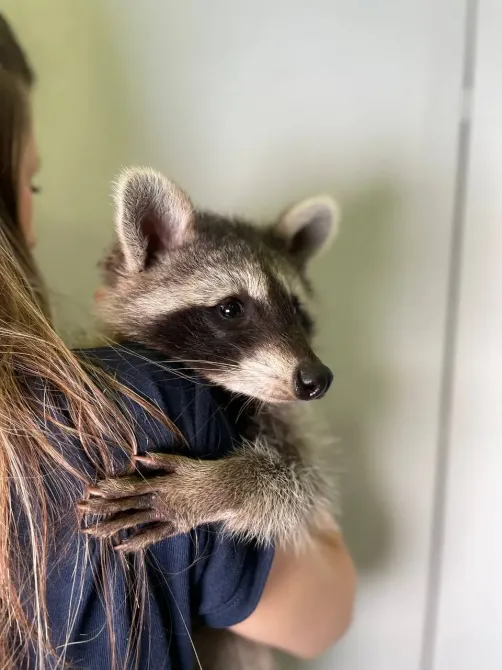 Єнот-полоскун, єнотик ручний, домашній єнот Київ - зображення 3