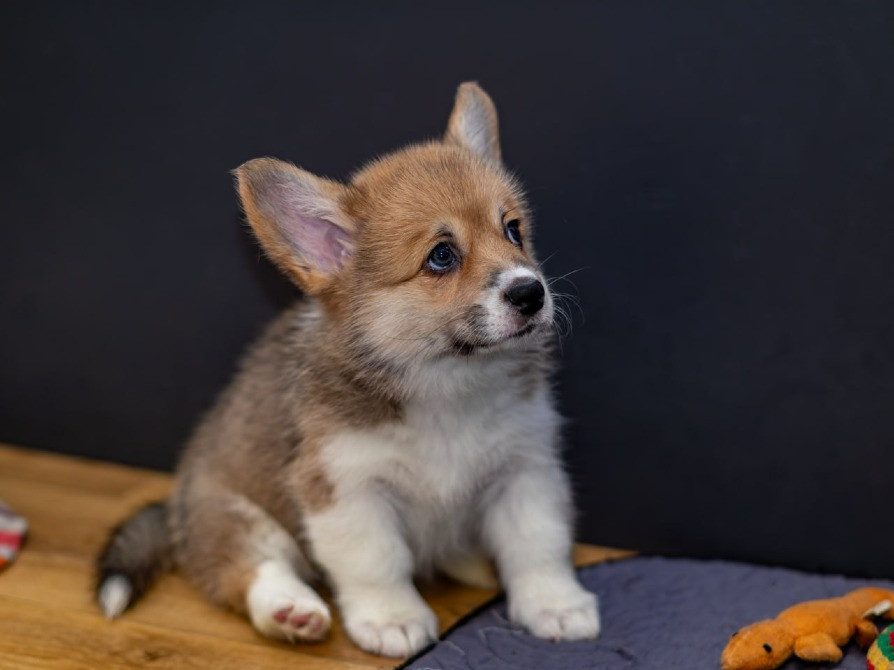 Щенки Вельш Корги Пемброк Київ - зображення 3