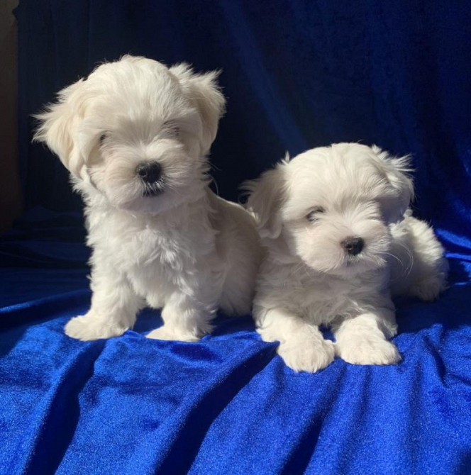 Цуценята мальтійської болонки (Мальтезе): майбутній пухнастий друг чек Киев - изображение 3