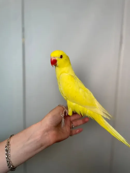 Намистовий папуга, ожереловий папуга крамера Київ - зображення 2