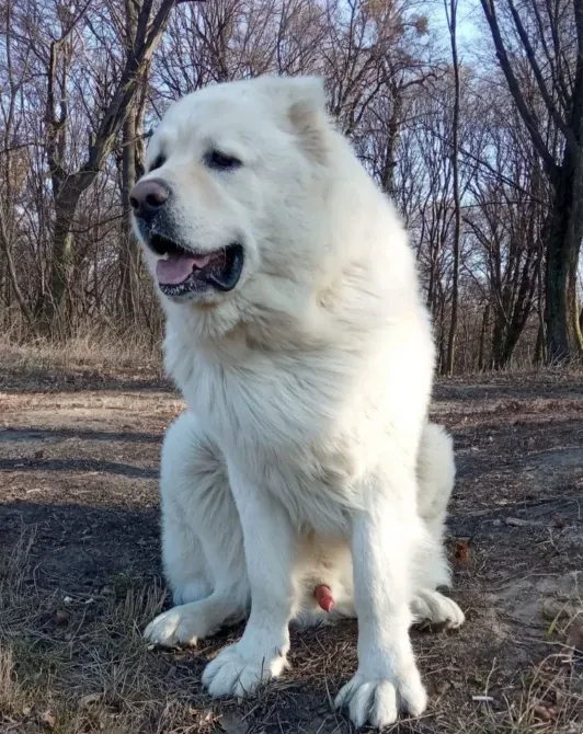 Цуценята кавказької вівчарки Чернигов - изображение 8