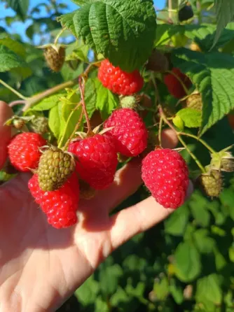 Продаются саженцы малины сорта Полана Рівне