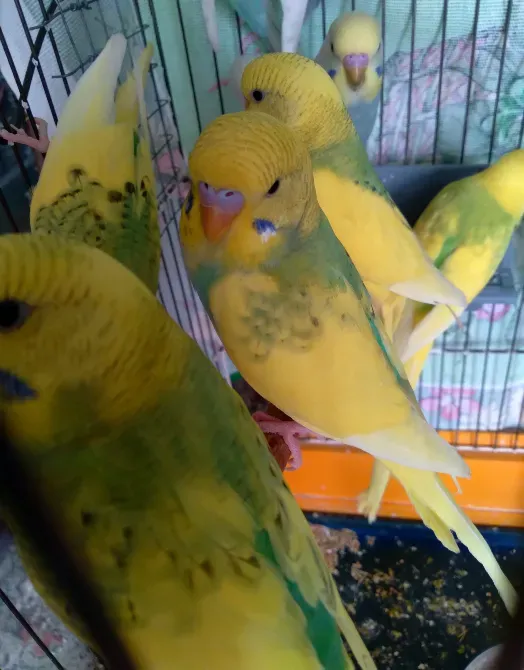 Волнистые попугаи. Птенчики. Розница и Опт Харків - зображення 7