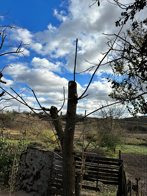 Обрізка винограду Киев - изображение 4