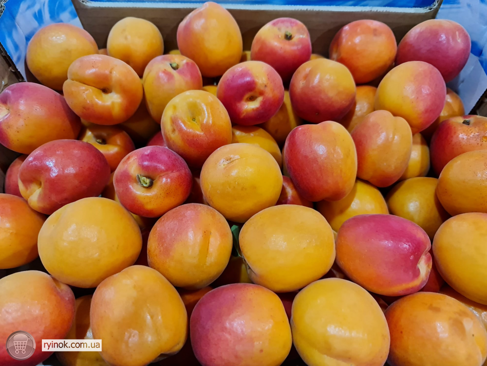 Продаємо абрикос Київ - зображення 5