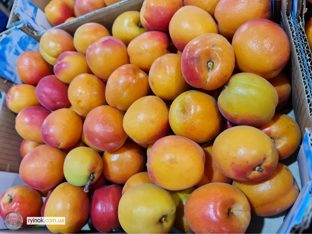 Продаємо абрикос Київ - зображення 4