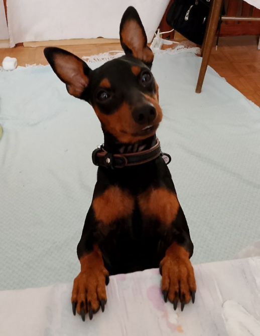 Продам цвергпинчера Одеса - зображення 2