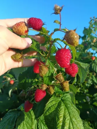 Продам садженці ремонтантної малини Полана Луцьк