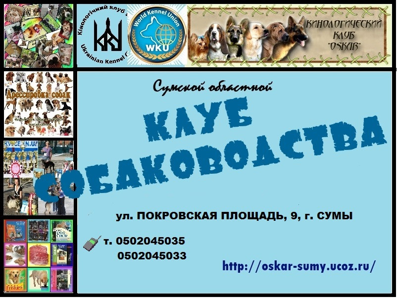 Клубные щенки разных пород Суми - зображення 2