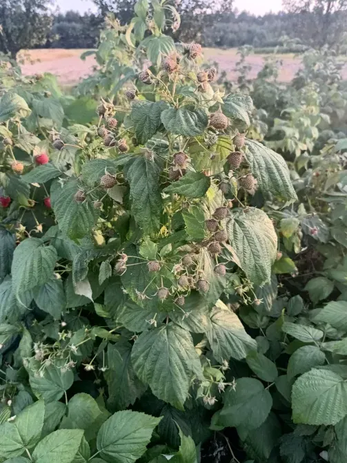 Саженцы малины ремонтантной Луцьк - зображення 7