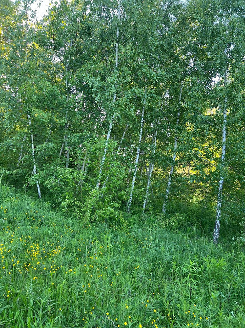 Продам дачу на масиві , , Промінь'' Луцьк - зображення 1