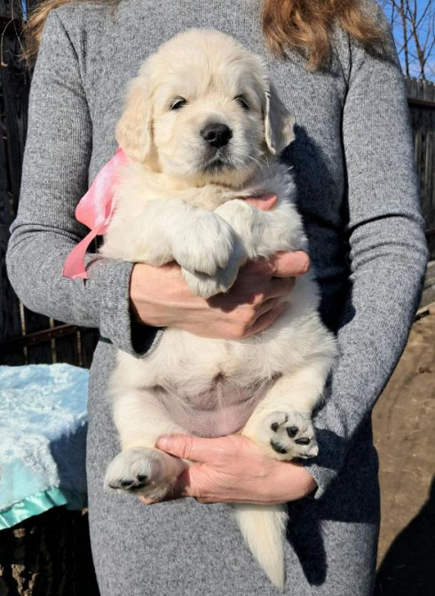 Элитные щенки золотистого ретривера – верные друзья и гордость вашей с Київ - зображення 4