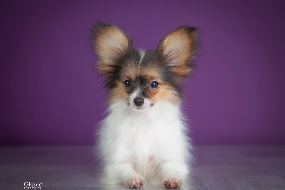 Мінічка в якості домашньої улюбленці Київ - зображення 1