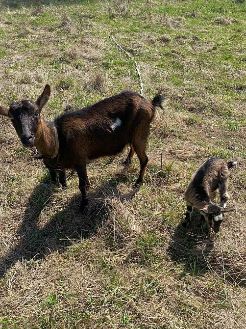 Продаю безрогіх дійних молодих коз Стрий - зображення 1