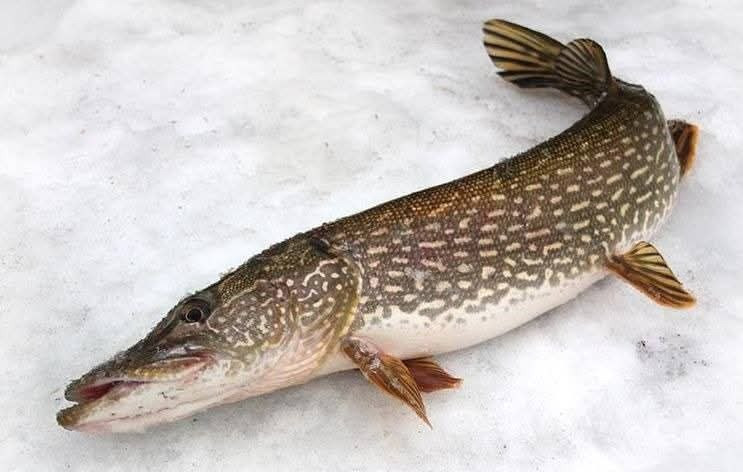 Зарибок окуня, карася, коропа, товстолоба, білого амура, судака, щуки Біла Церква - зображення 4