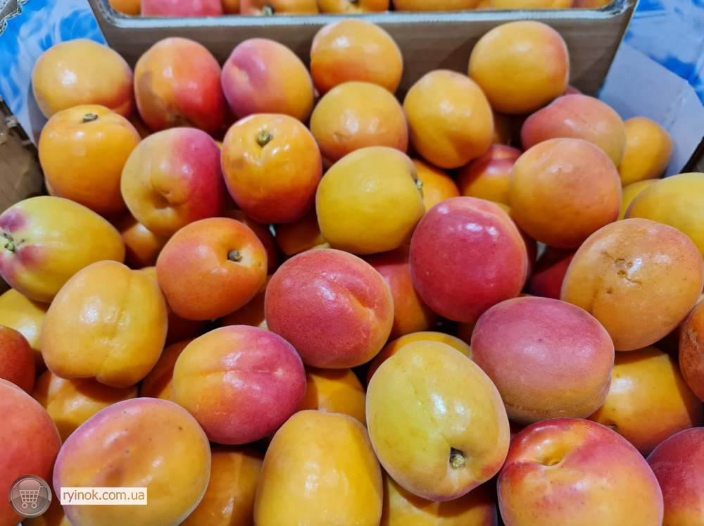 Продаємо абрикос Київ - зображення 2