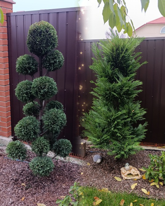 Садівник Одеса - зображення 2