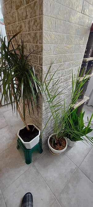 Продам кімнатні рослини Харьков - изображение 1