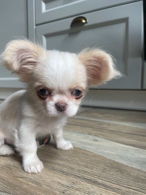 Прекрасна дівчинка чихуахуа, Львiв Любомль - изображение 1