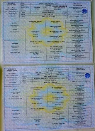 Біглі від батьків чемпіонів. Документи київського клубу, чіповані Київ