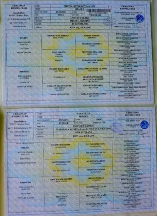 Біглі від батьків чемпіонів. Документи київського клубу, чіповані Київ - зображення 4