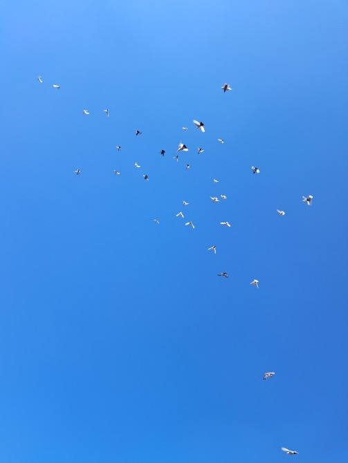 Продам голубів бойних порід Ромны - изображение 1