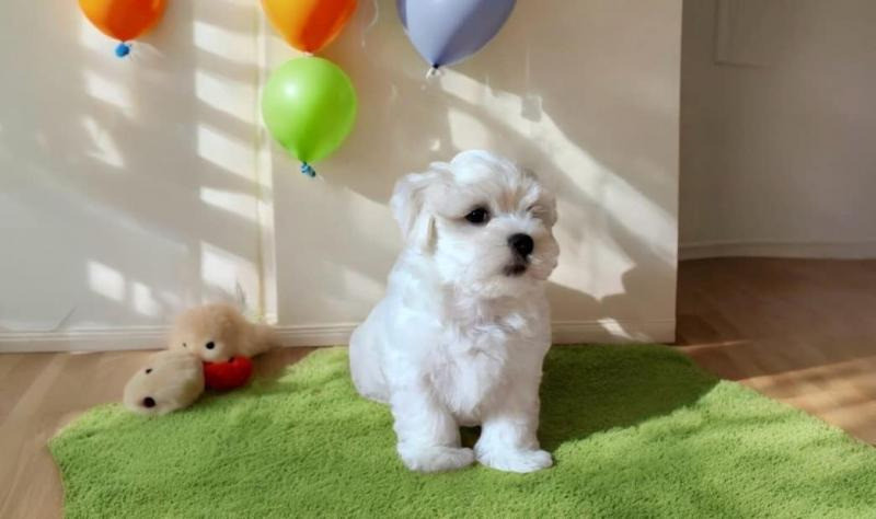 Цуценята мальтійської болонки (Мальтезе): майбутній пухнастий друг чек Киев - изображение 1