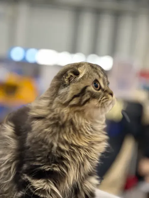 Мармурові довгошерсті шотландські фолдики Київ - зображення 3