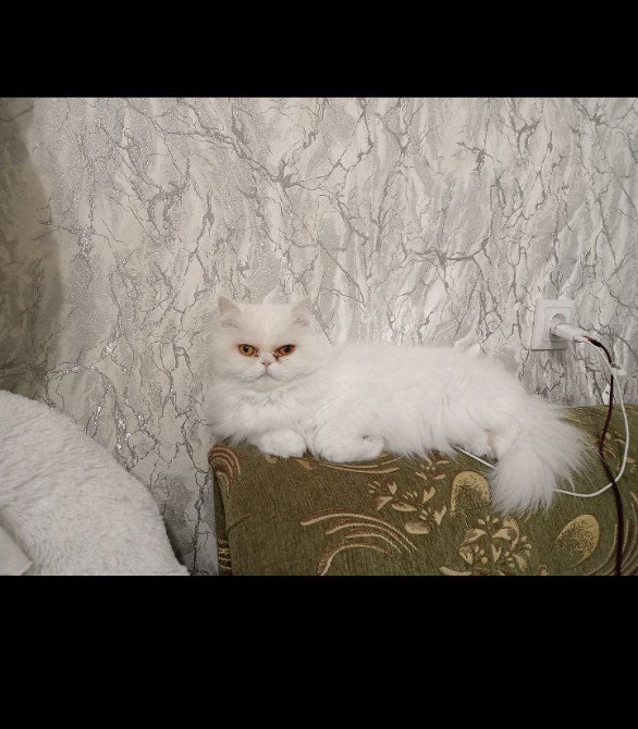 Продається Персидська кішка білого кольору Киев - изображение 1