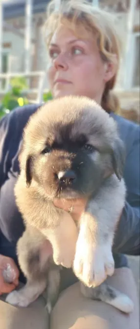 Цуценята кавказької вівчарки Чернигов - изображение 7