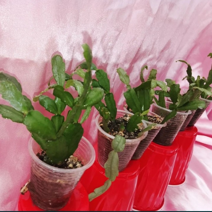 Шлюмбергеры рипсалидопсисы рождественики Кривий Ріг - зображення 2