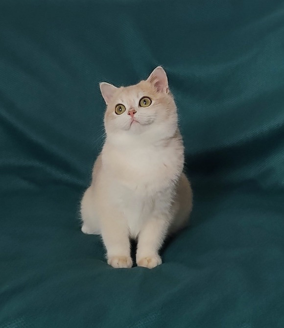 Золота британська шиншила окрас ny12 Львів - зображення 5