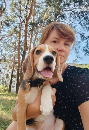 Бігль, хлопчики 4 місяці з документами Ксу Київ - зображення 1