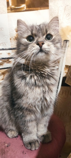 Безкоштовно. Кошеня, дівчинка Харків - зображення 5