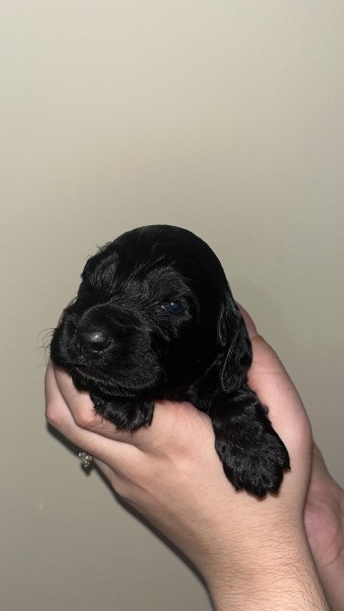 Цуценята Англійський Кокер Спаніель Чернівці - зображення 2