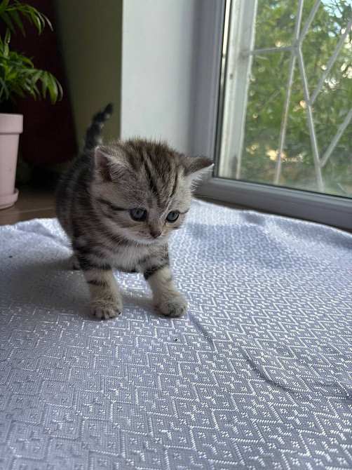 Щотландські мармурові нв сріблі прямовухі кошенята Scottish straight Київ - зображення 7