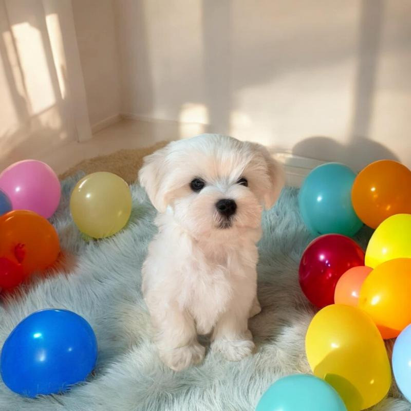 Цуценята мальтійської болонки (Мальтезе): майбутній пухнастий друг чек Киев - изображение 2